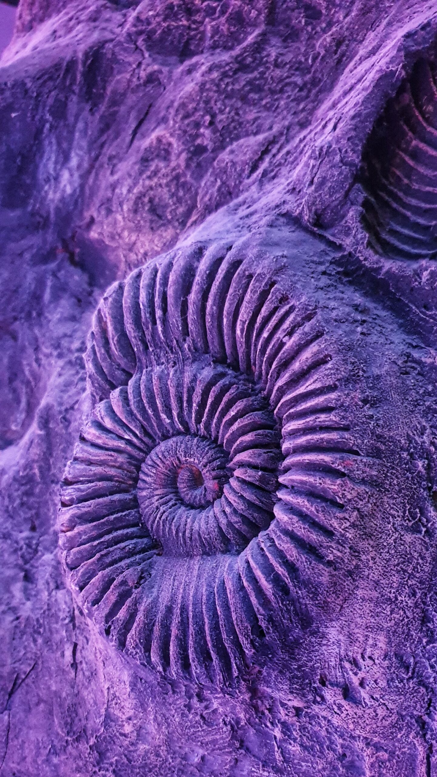 A polished purple ammonite fossil, the kind of fossil and mineral specimen found in Morocco