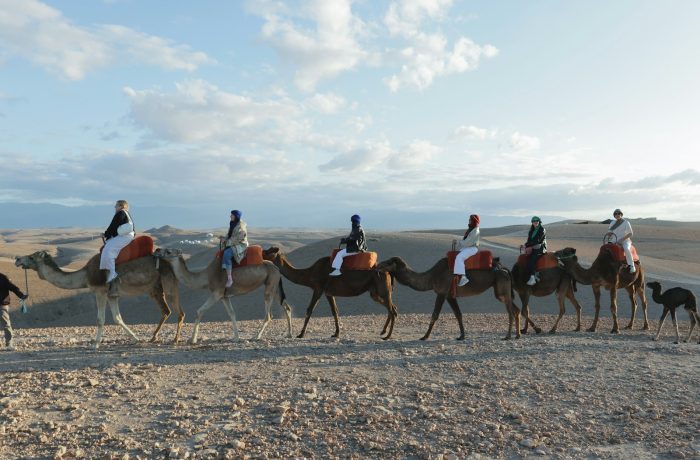 A camel caravan crossing the Agafay desert near Marrakech at golden hour