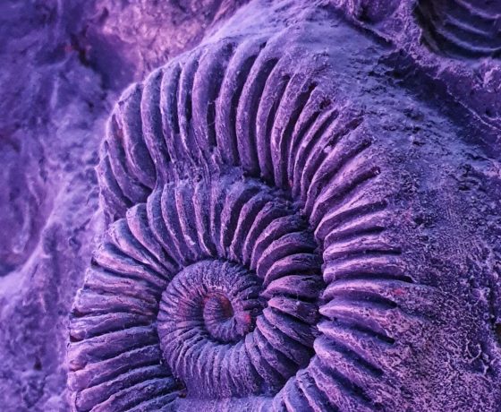 A polished purple ammonite fossil, the kind of fossil and mineral specimen found in Morocco