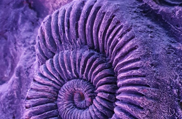 Amonite pulida de color morado, un fósil típico de Marruecos