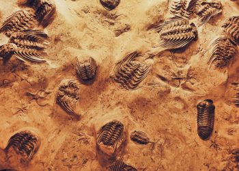 Trilobite fossils embedded in sedimentary rock, of the kind found in Morocco's Anti-Atlas Mountains