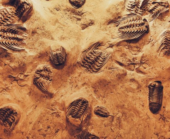 Trilobites fósiles en roca sedimentaria del Anti-Atlas, Marruecos