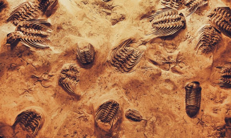 Trilobites fósiles en roca sedimentaria del Anti-Atlas, Marruecos