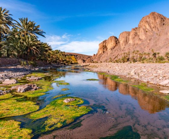 The Fint Oasis near Ouarzazate, Morocco